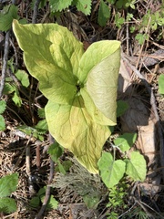 Trillium angustipetalum