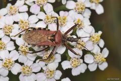 Rhynocoris erythropus
