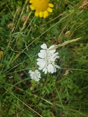 Orlaya grandiflora