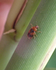 Coccidula scutellata