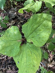 Trillium angustipetalum