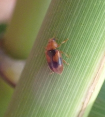 Coccidula scutellata