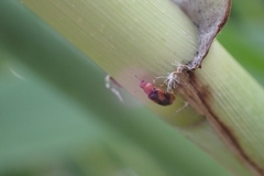 Coccidula scutellata