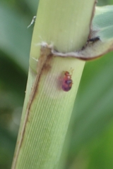 Coccidula scutellata