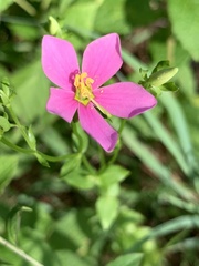 Sabatia angularis