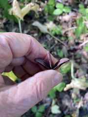 Trillium angustipetalum