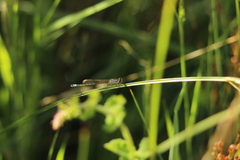 Ischnura graellsii
