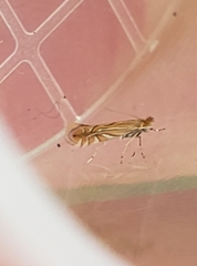 Phyllonorycter quercifoliella