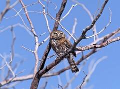 Glaucidium perlatum
