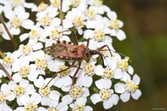 Rhynocoris erythropus