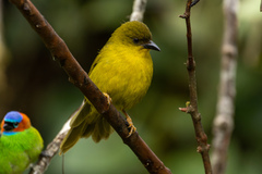 Orthogonys chloricterus