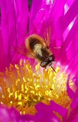 Corsomyza brevicornis