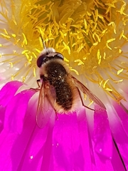 Corsomyza brevicornis