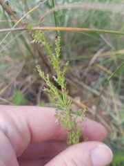 Galium rubrum
