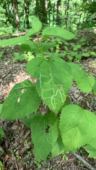 Liriomyza eupatoriella