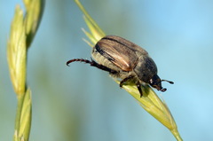 Anisoplia deserticola