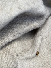 Aphthona nigriscutis