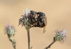 Anisoplia deserticola