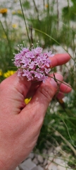 Valeriana montana