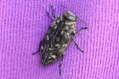 Chrysobothris tranquebarica