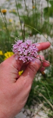Valeriana montana