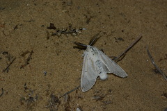 Cerura