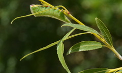 Cerura