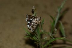 Drasteria picta