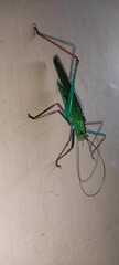Jimenezia elegans