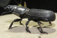 Passalidius fortipes