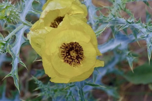Image of Argemone aenea by (c) Michelle W. （鍾偉瑋）, some rights reserved (CC BY)