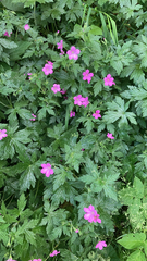 Geranium palustre