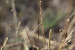 Sympecma fusca