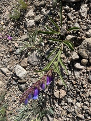 Penstemon hallii