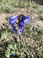 Penstemon hallii