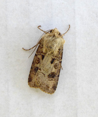 Agrotis clavis