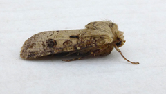 Agrotis clavis
