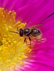 Corsomyza brevicornis