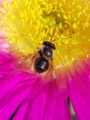Corsomyza brevicornis