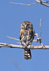 Glaucidium perlatum