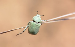 Hoplia parvula