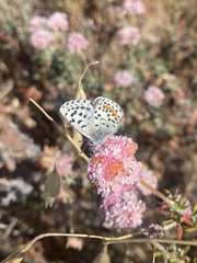 Euphilotes enoptes smithi