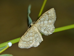 Idaea moniliata