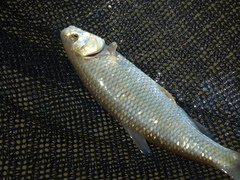 Squalius squalus