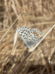 Euphilotes enoptes smithi