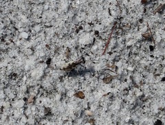 Ellipsoptera hirtilabris