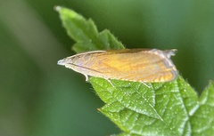 Lathronympha