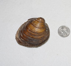 Pleurobema