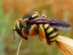 Trachusa