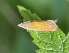 Lathronympha